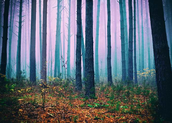 Pink Mist In Pine Forest