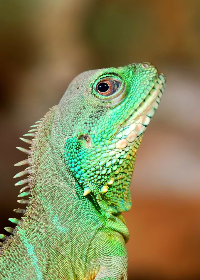 Colorful Green Lizard Clos