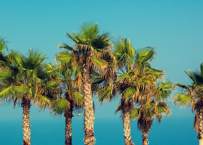 Palm Trees On The Embankme