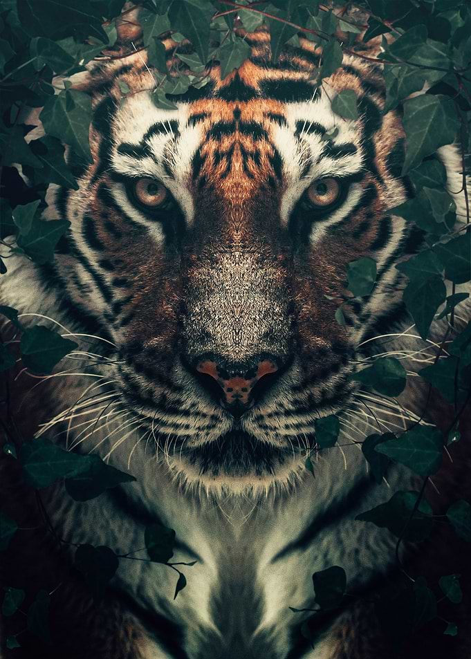Wild tiger face poster