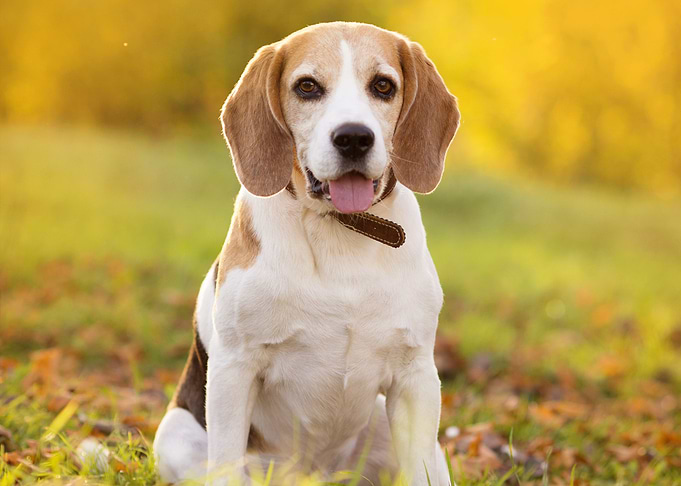 Beautiful Dog