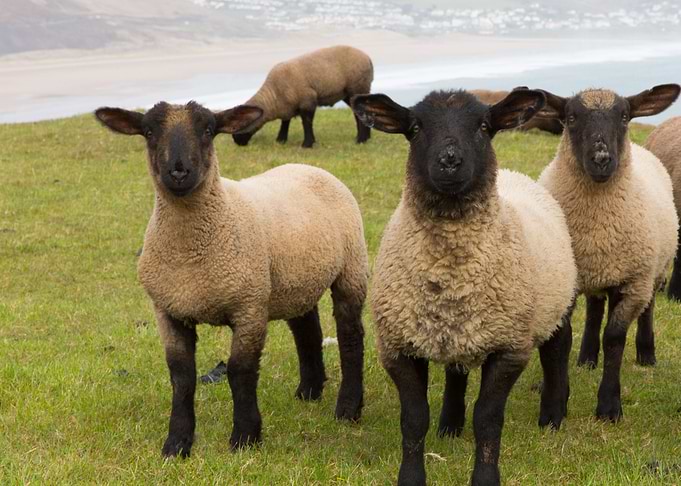 Group Of Sheep With Black