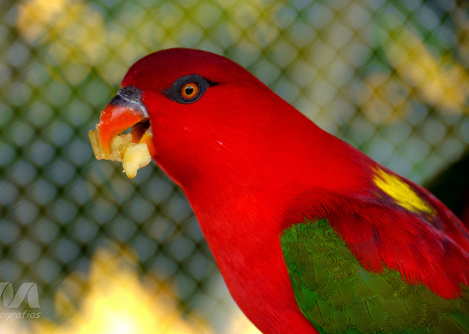 Brazilian Parrot