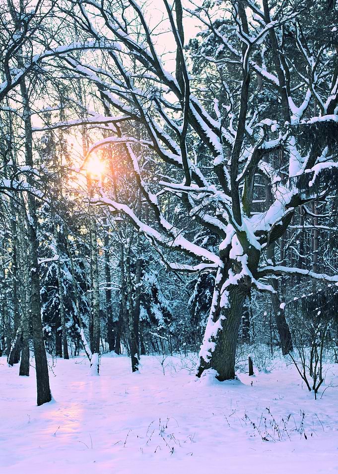 Sunrise In The Winter Fore