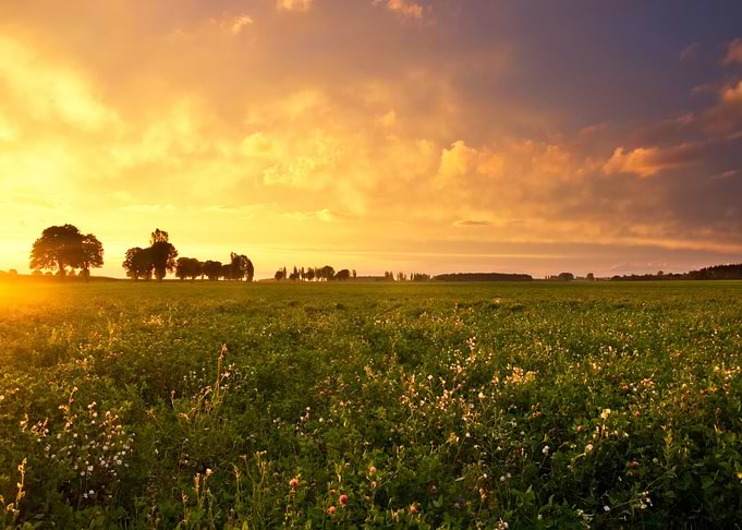 Trees And Sunset On Field