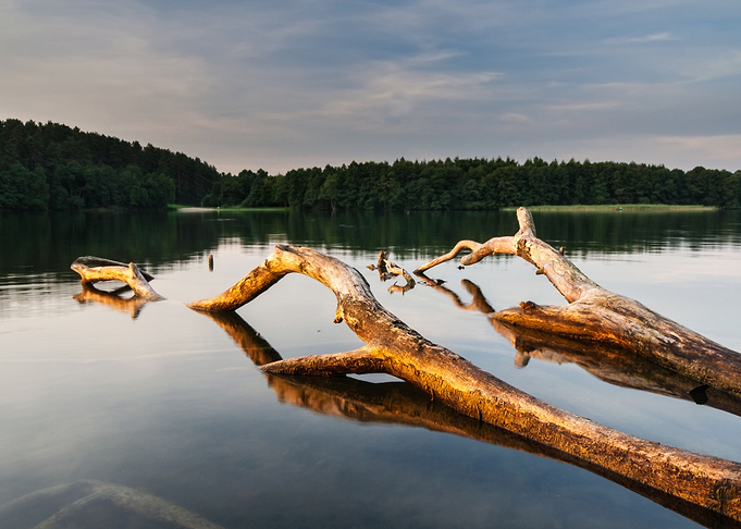 Lake Landscape With Dead T