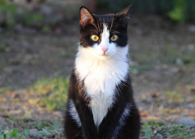 Cat