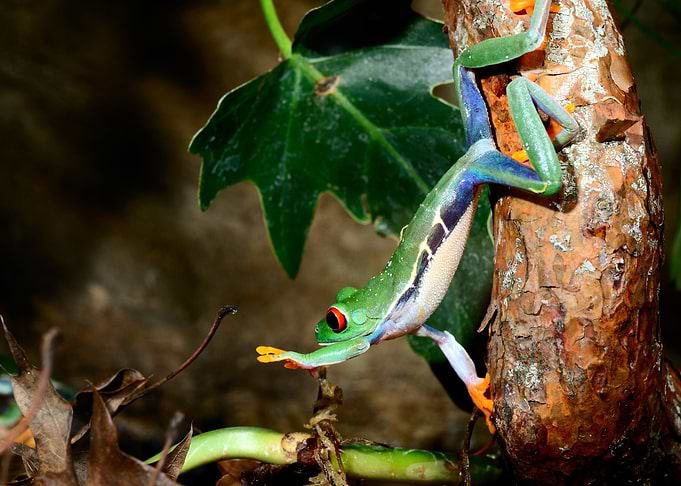 RedEye Tree Frog Agalychn