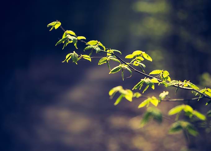 Springtime Tree Branch Wit