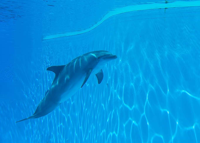 Dolphins Playing