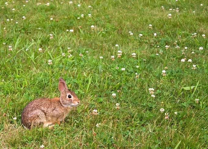 Wild Bunny Rabbit