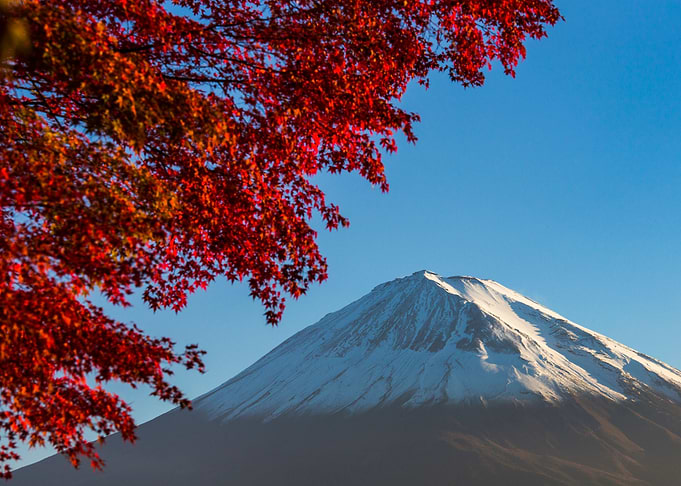 Mount Fuji With Red Autumn