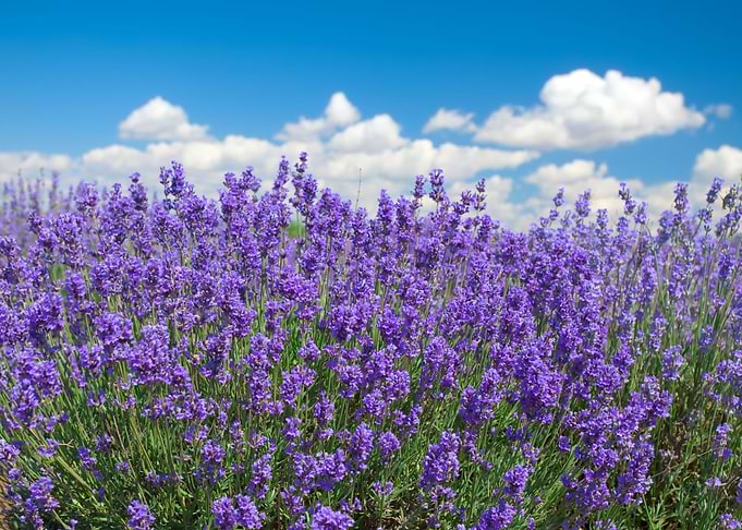Lavender Against Blue Sky