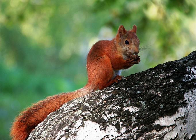 Squirrel