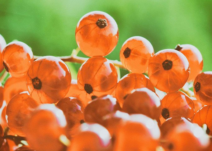 Summer Cranberries