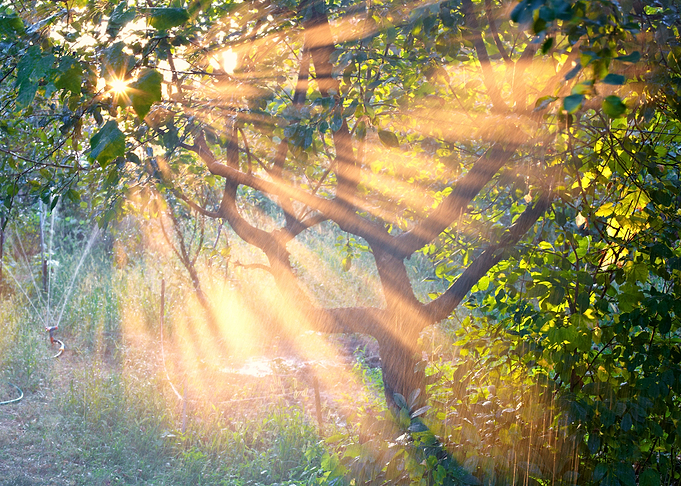 Sun Rays In The Garden