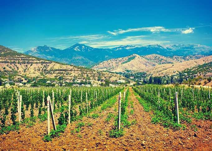 A Valley Of Vineyards