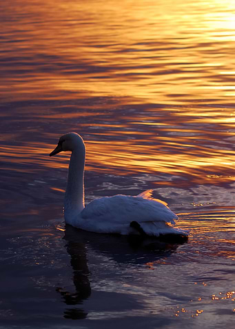 Swan Swimming In Lake In T