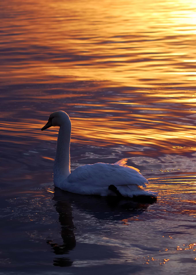 Swan Swimming In Lake In T