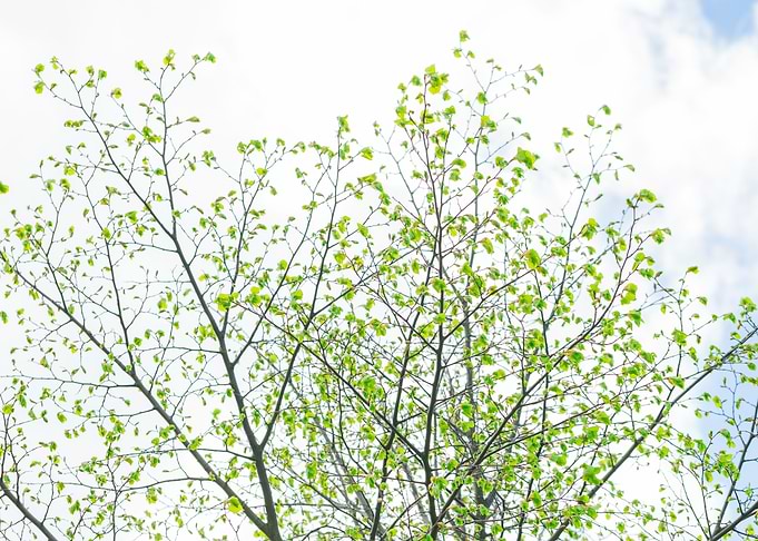 Tree Branch On Sky Backgro