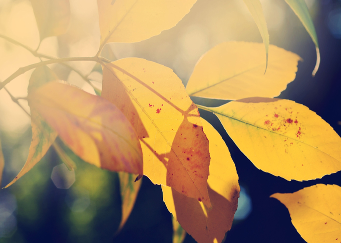 Autumn leaves