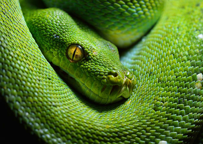 Green Tree Python Morelia