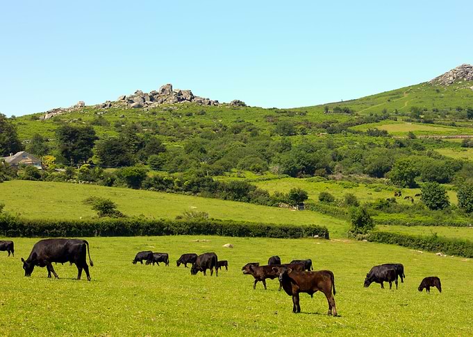 Herd Of Cows Dartmoor Dev