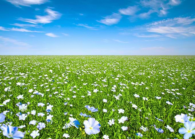 Chamomile Flowers Against