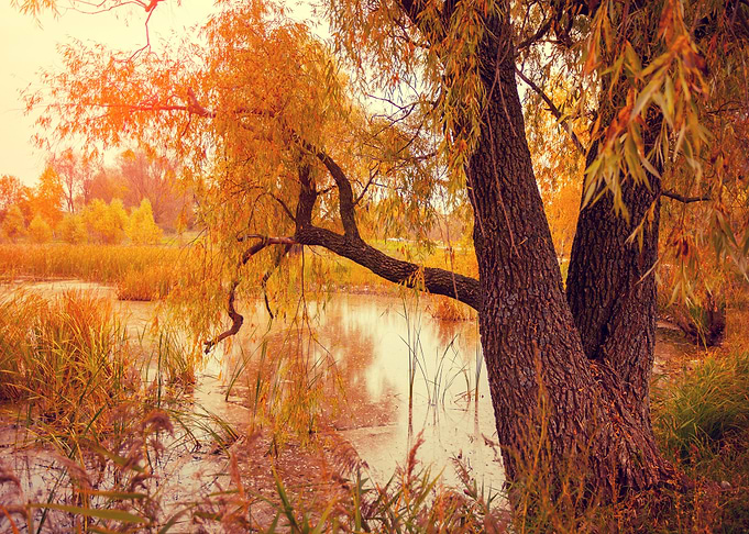 Misty Autumn Landscape At