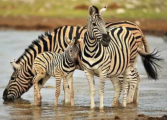 Zebra Family