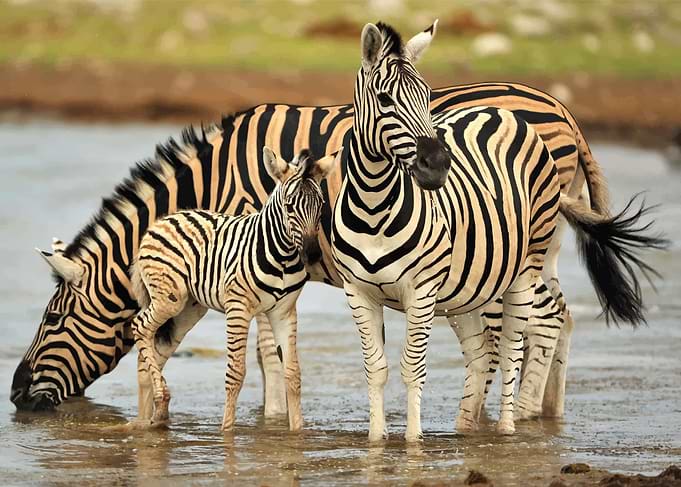 Zebra Family