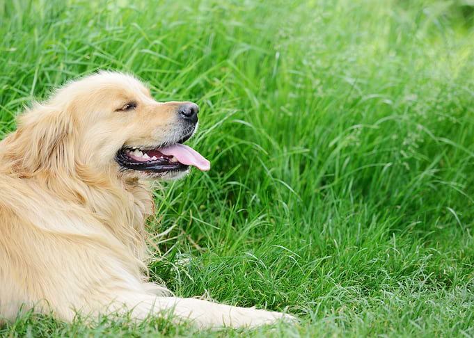 Cute Dog Lying On Grass