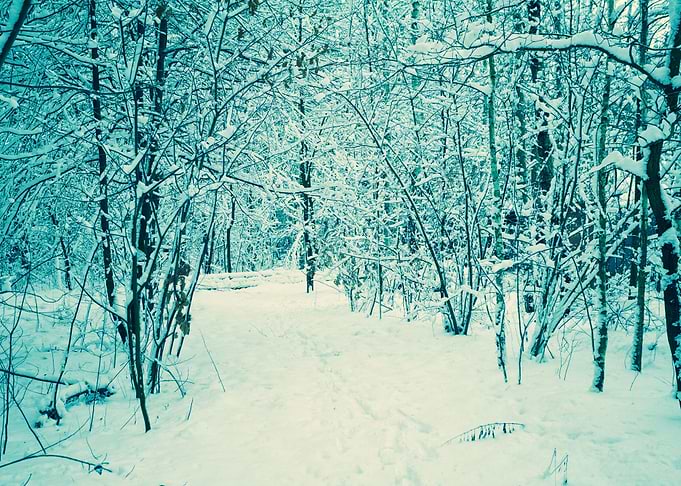 Forest Covered With Snow