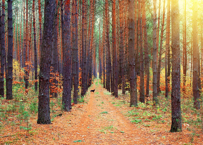 Pine Forest In Autumn