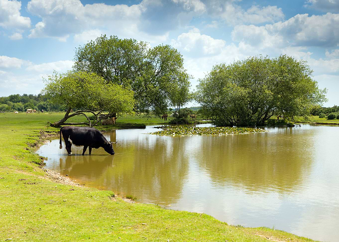 Cow Standing In Water At A