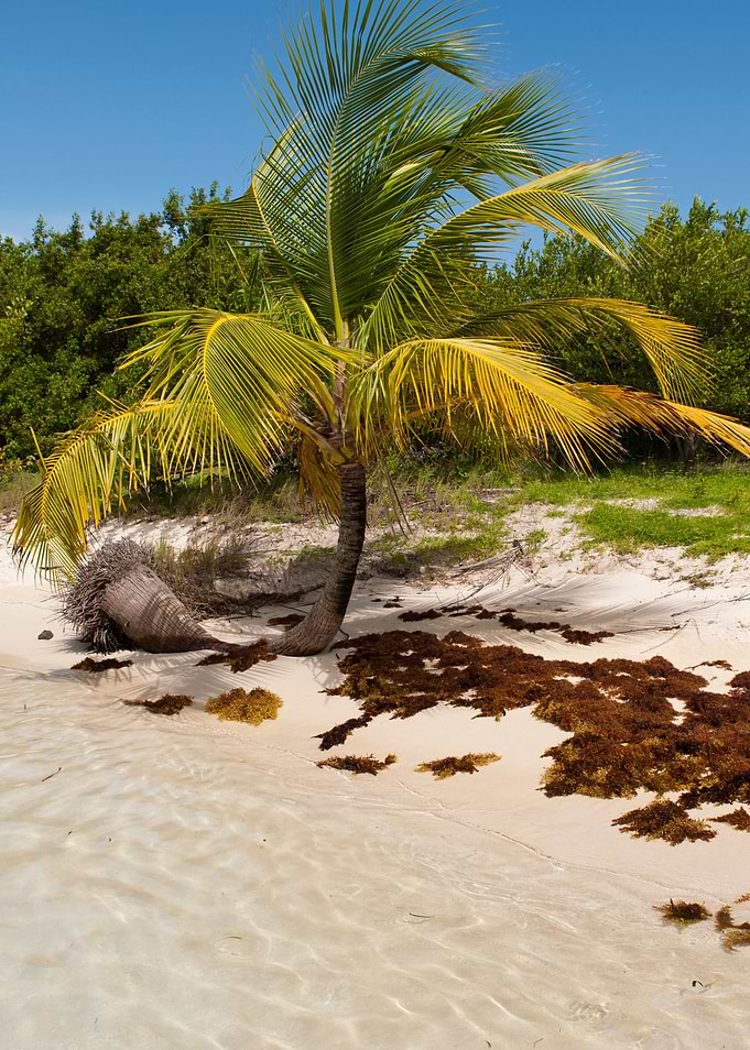 Palm Tree