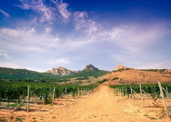 Dirt Road In Vineyard Vall