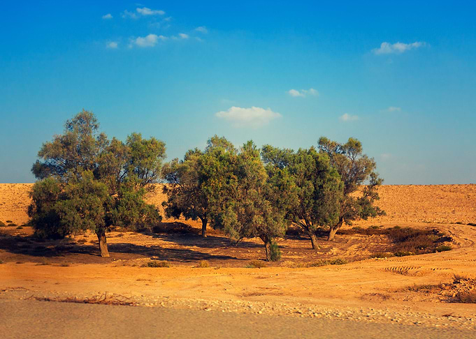 Trees In Judean Desert