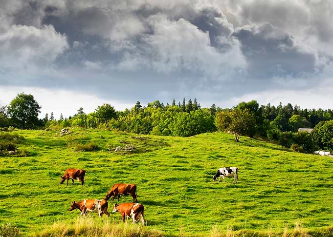 Old Rural Landscape