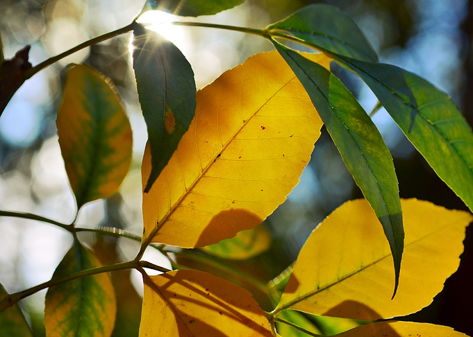 Autumn leaves