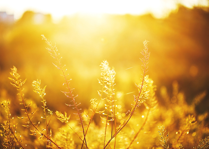 Plants In Field En Eveing