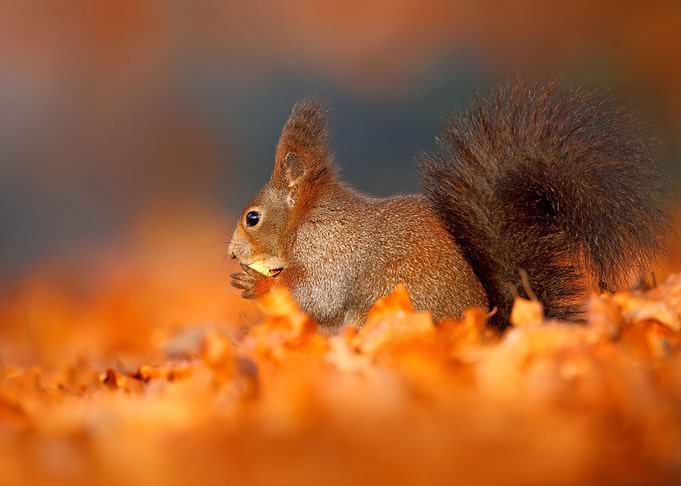 Autumn In Nature Cute Red