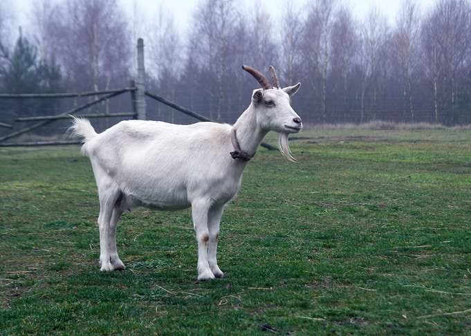 Goat Portrait