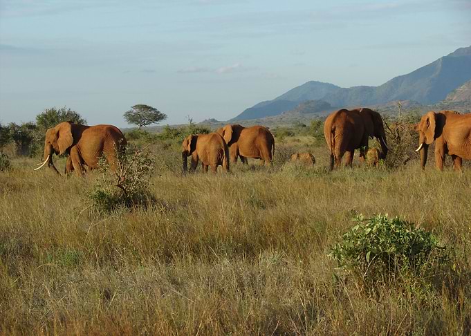 Elephants Migration Throug