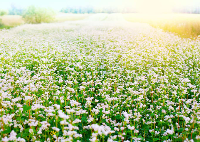 Blossoming Buckwheat Field