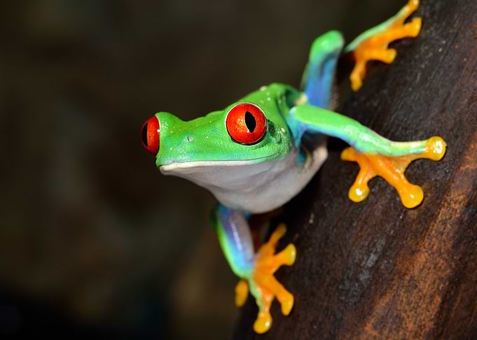 RedEye Frog Agalychnis Ca