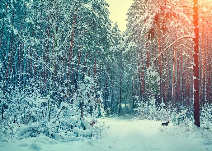 Winter Forest Covered With