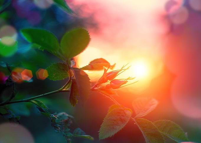 Evening Summer Landscape R