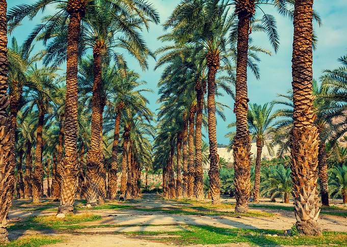 Date Palm Trees Plantation