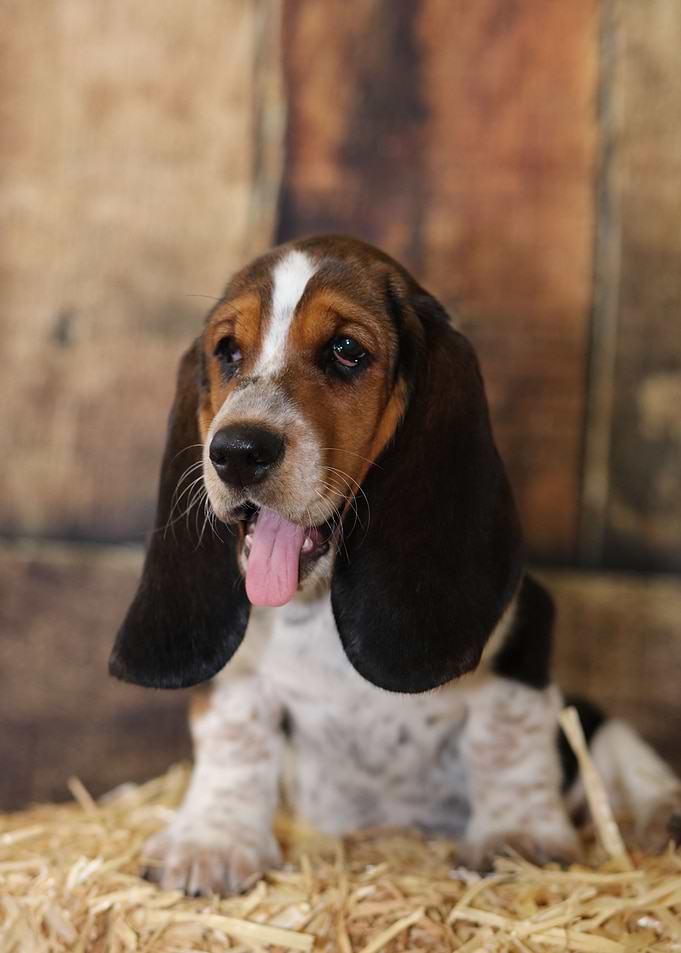 Hush Puppy